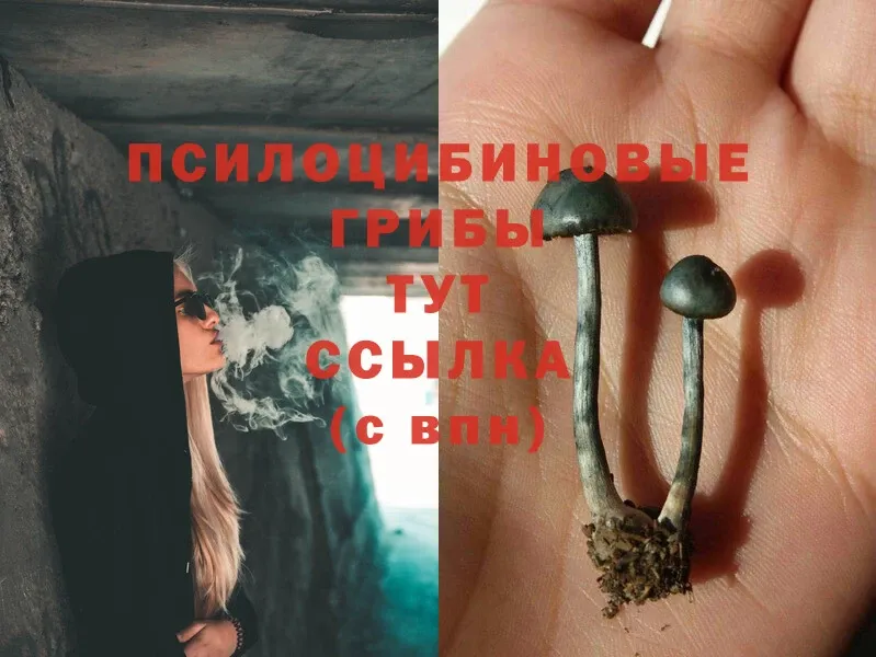 Псилоцибиновые грибы MAGIC MUSHROOMS  Махачкала 