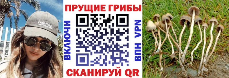 Галлюциногенные грибы GOLDEN TEACHER Махачкала