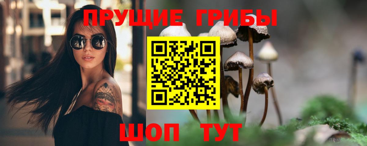 Галлюциногенные грибы Psilocybe Махачкала